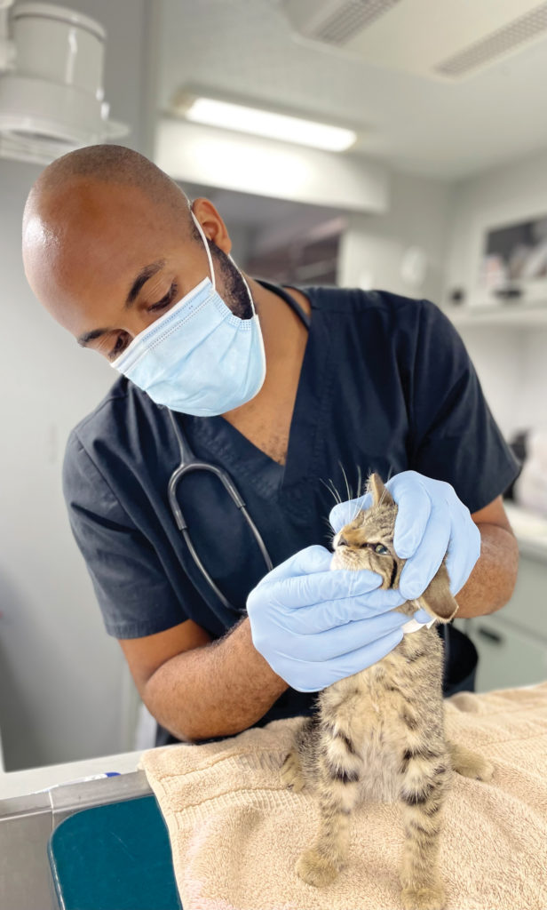 Veterinarian performing a physical exam on a kitten