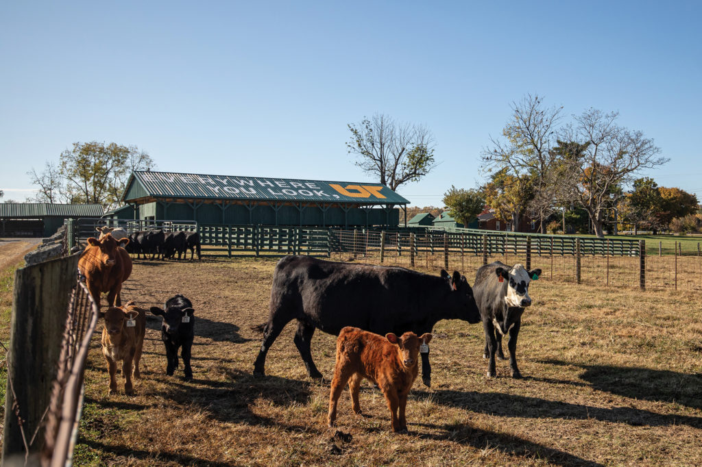 Cattle on a farm with a barn painted with Everywhere You Look, UT