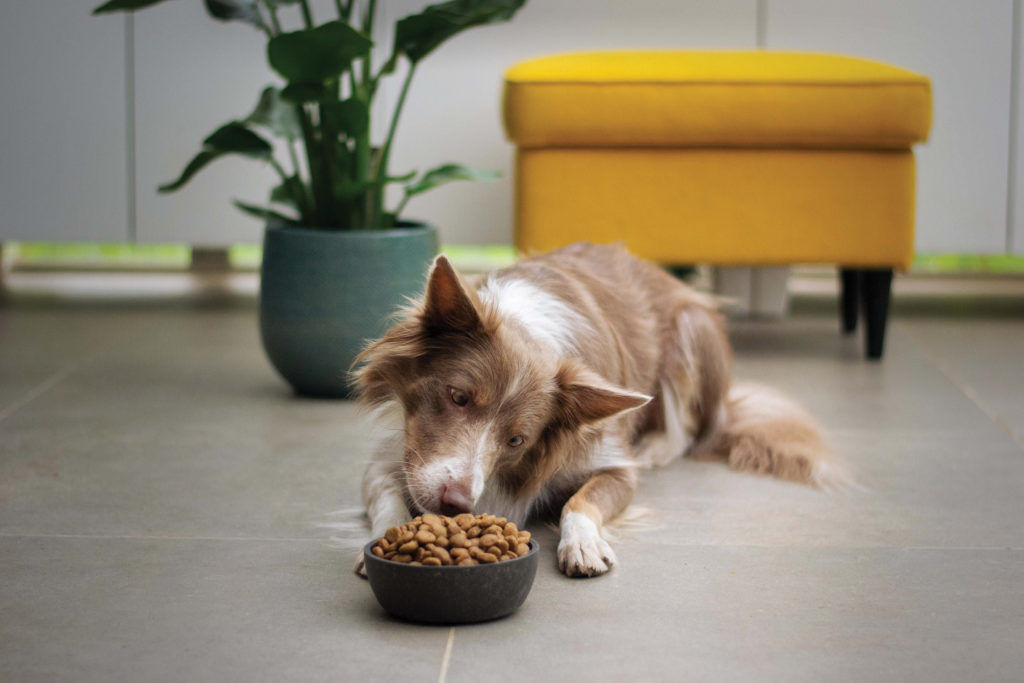 A dog sniffing dog food in a bowl