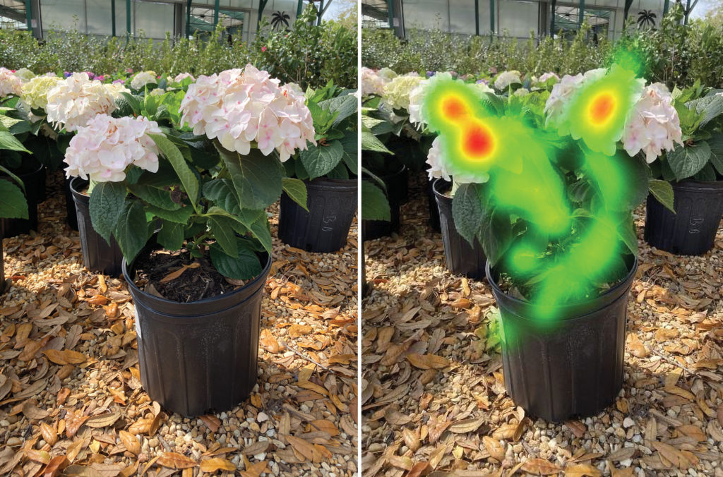 Results of eye-tracking heat map showing a focus on floral petals