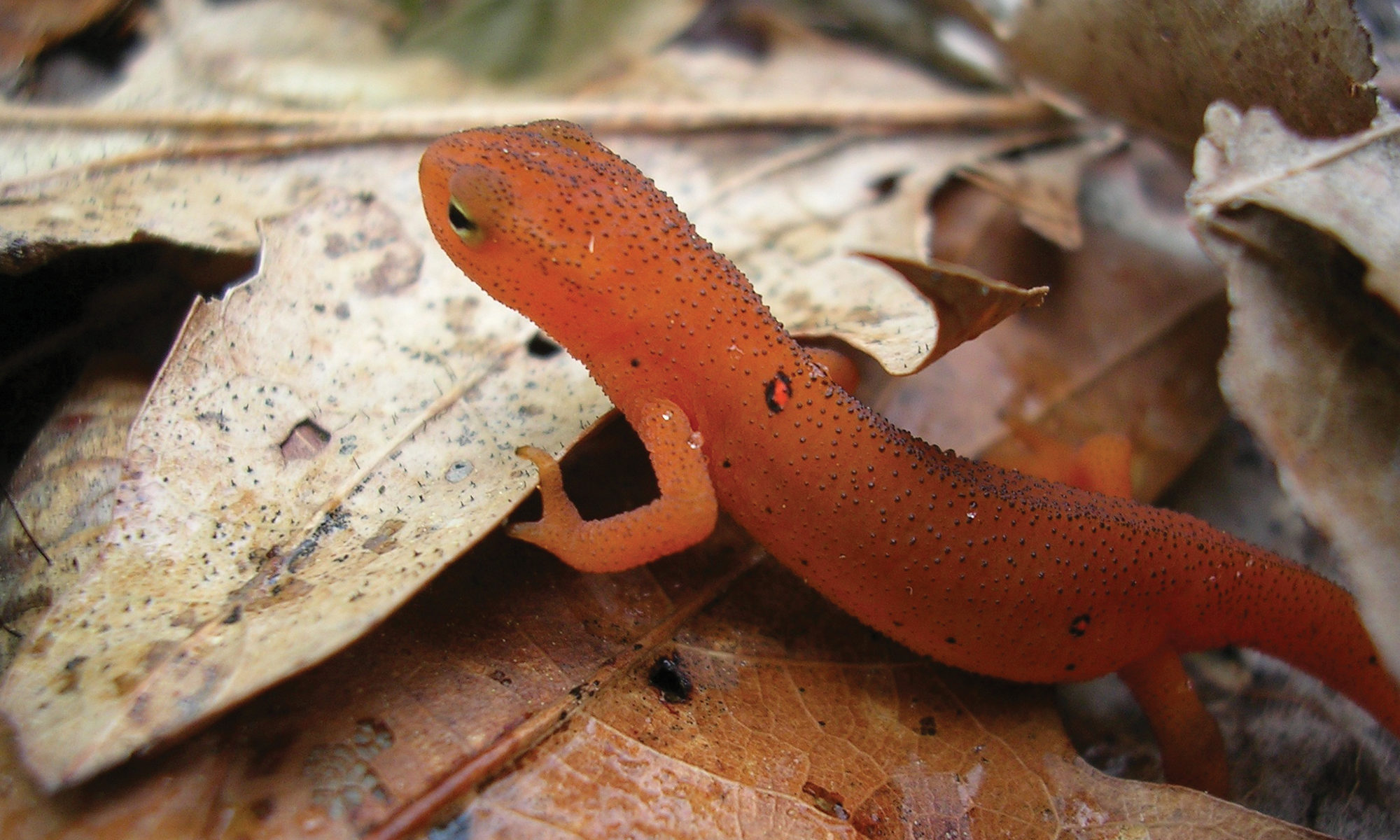 A red-spotted newt on top of leaves