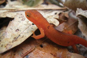A red-spotted newt on top of leaves