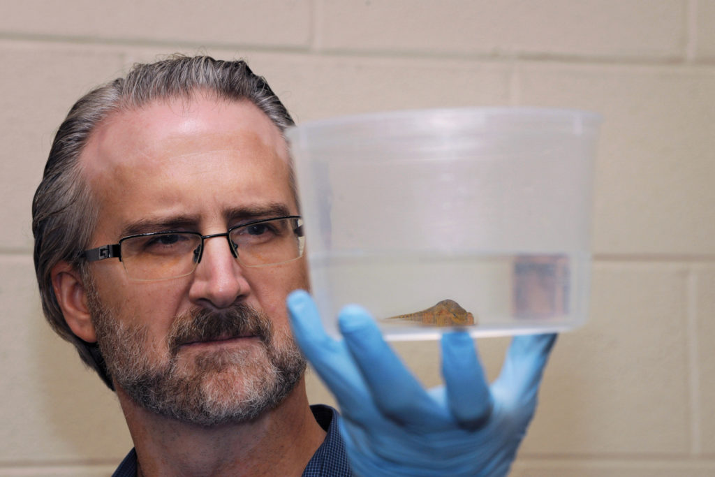 Researcher Matt Gray observing a newt in a container