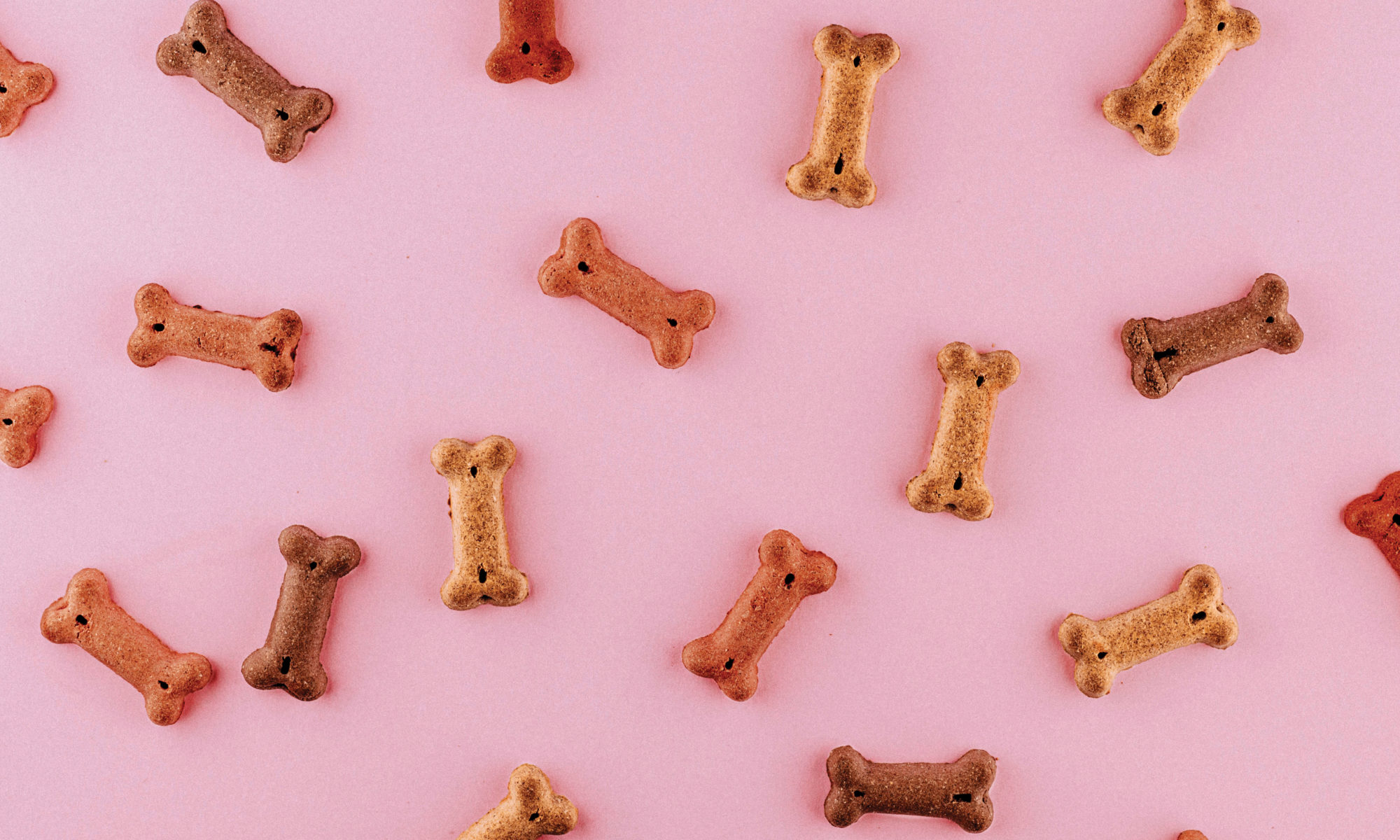Photo of many small, bone-shaped dog treats scattered against a pink background