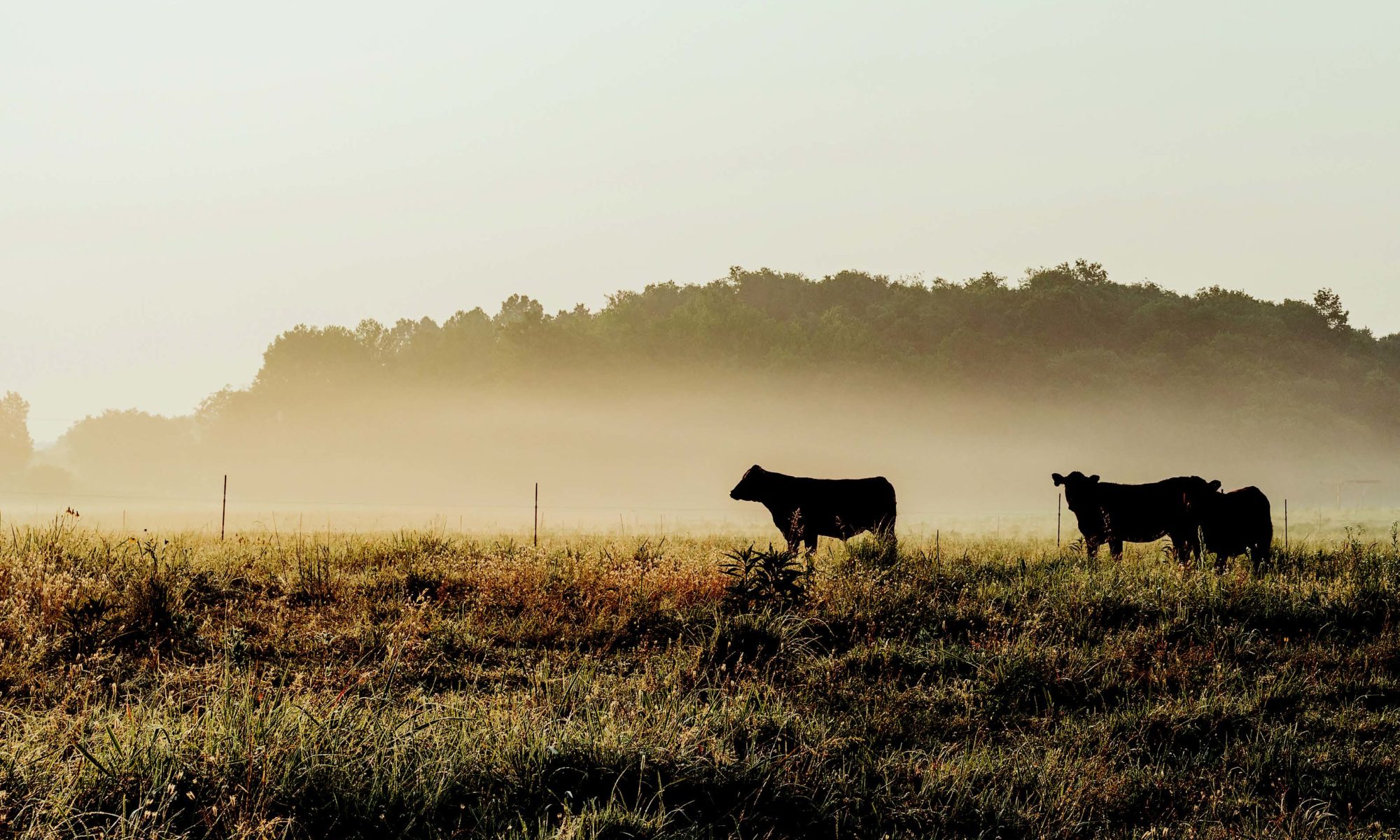 Cattle standing in a native grasslands field