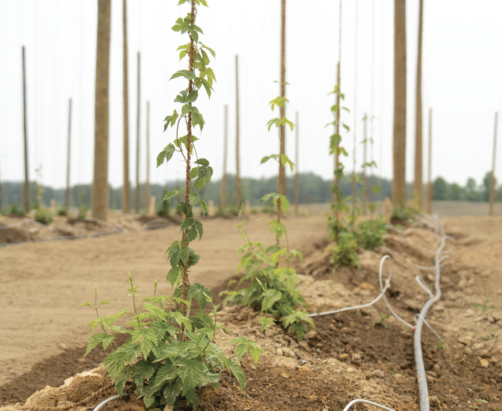 Hops growing at the UT Hopyard