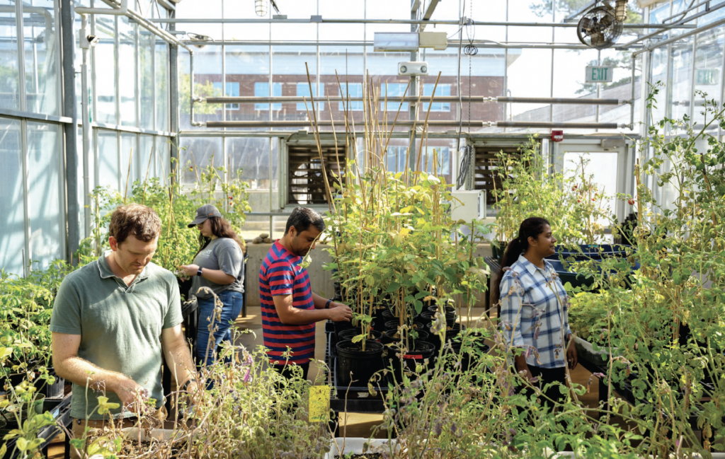 Lab members in the greenhouse