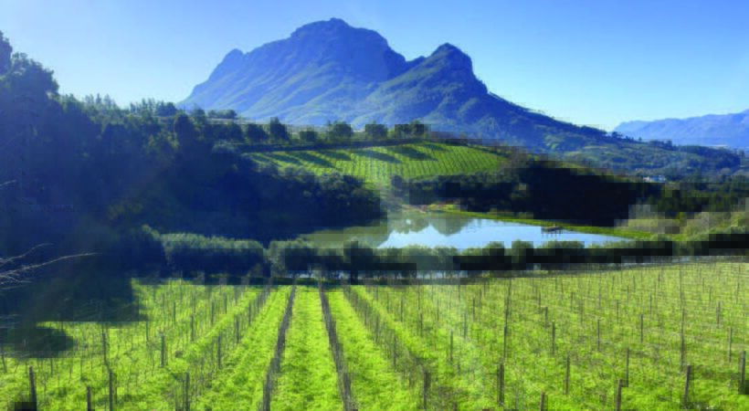 View of a vineyard with mountains