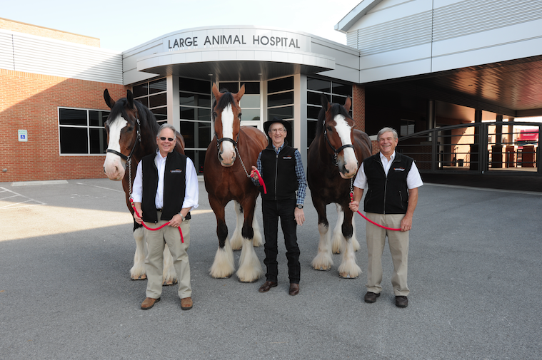 Three people holding the halters of three Clydesdales