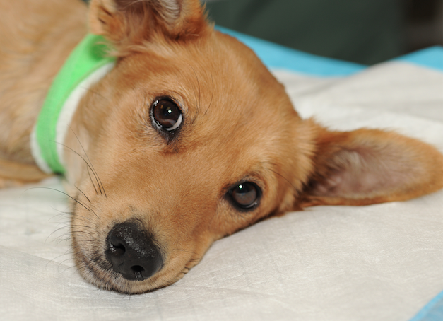 A light brown puppy looking into the camera