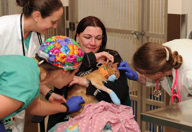 UTCVM medical team taking care of a cat