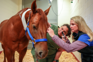 Two veterinary technicians examining the eye of a horse