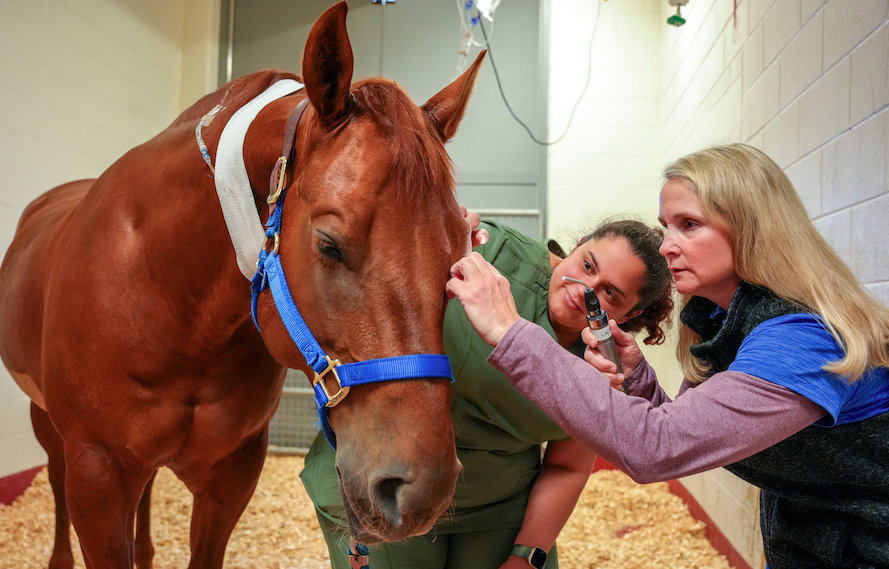 Two veterinary technicians examining the eye of a horse