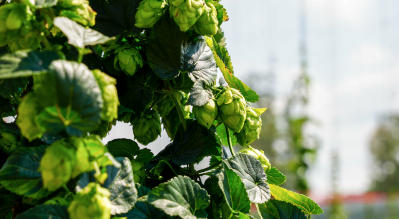 Hops growing on a trellis