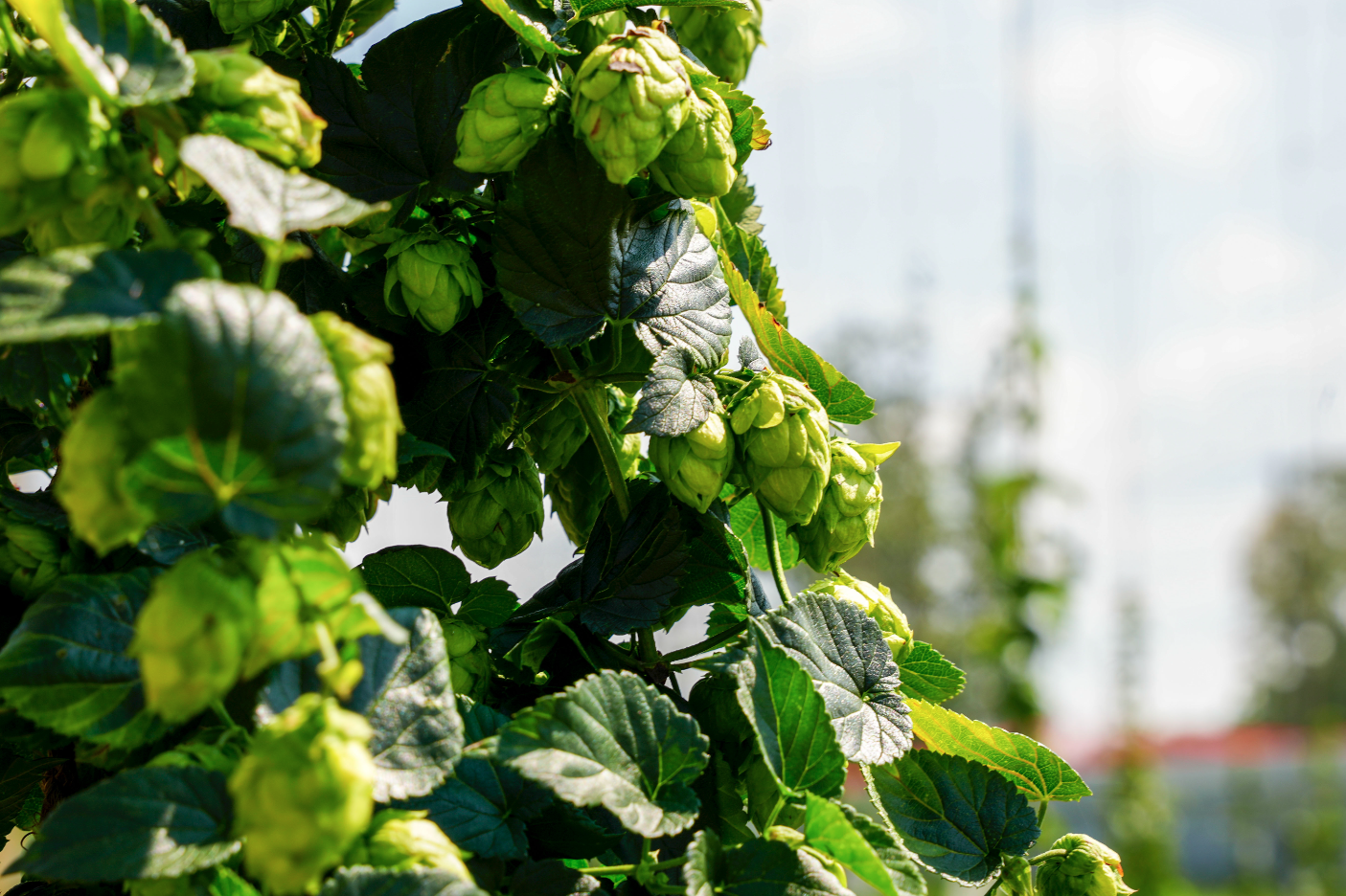 Hops growing on a trellis