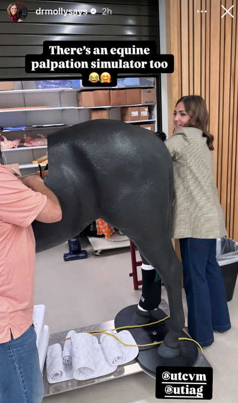 Molly using an equine palpation simulator