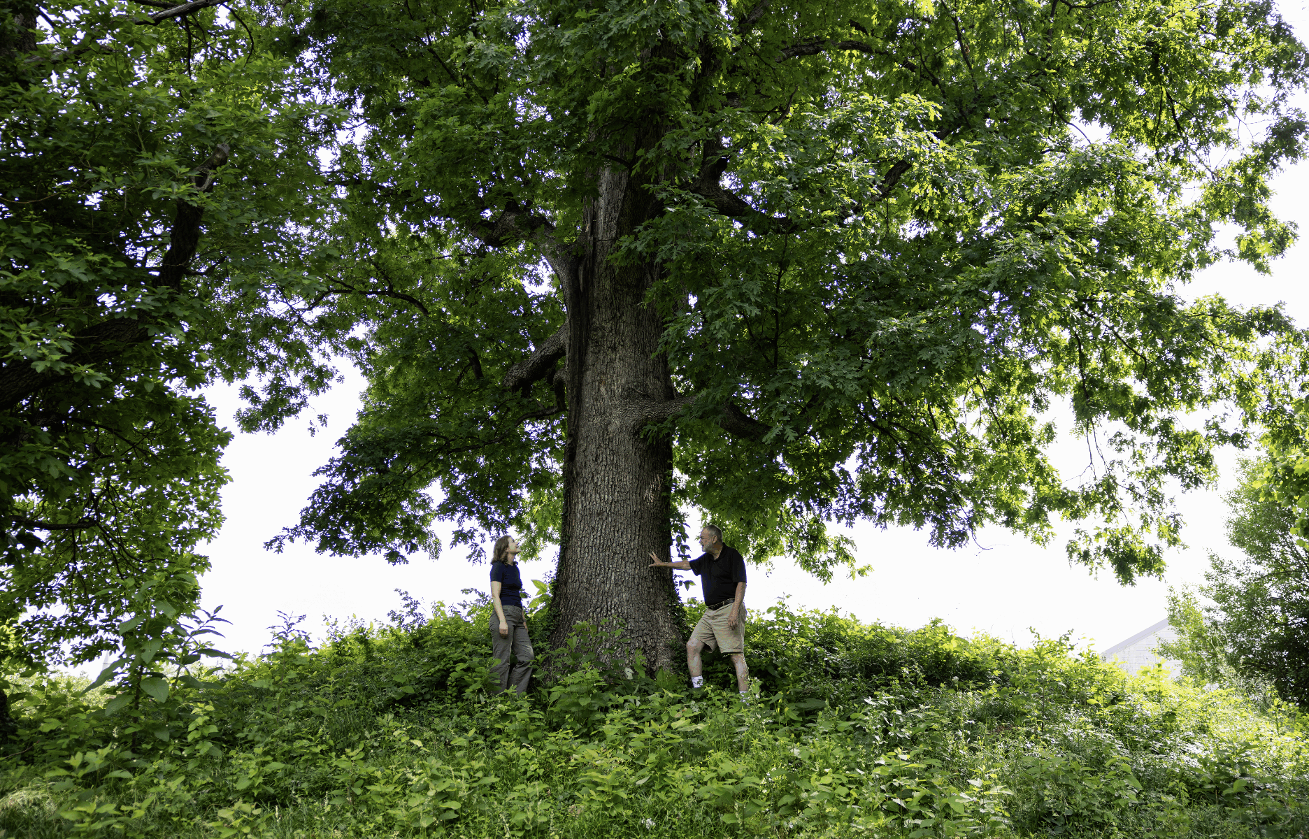 Meg Staton and Scott Schlarbaum looking at a white oak