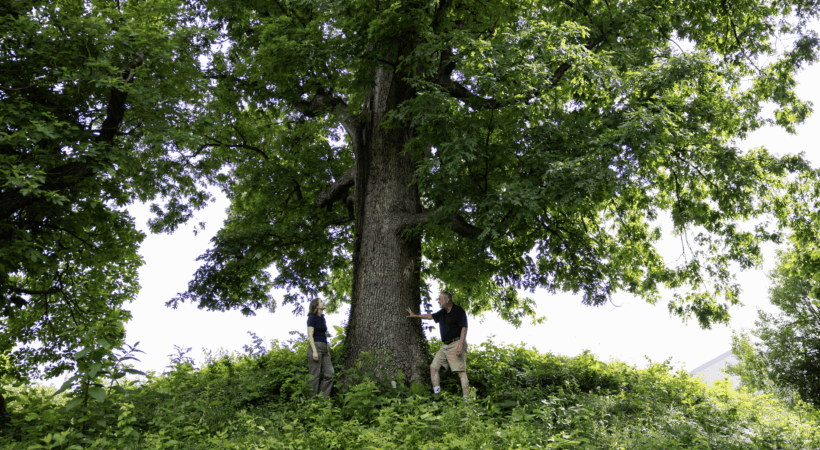 Meg Staton and Scott Schlarbaum looking at a white oak