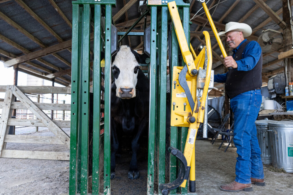 Cattle standing in a chute