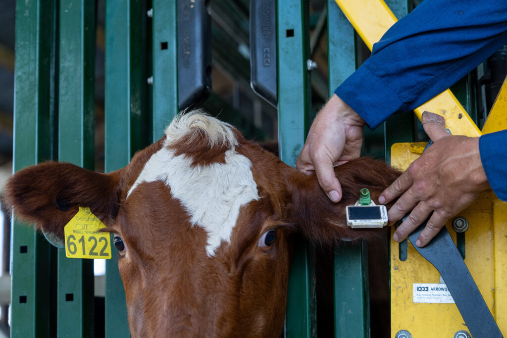 Smart ear tag on cattle