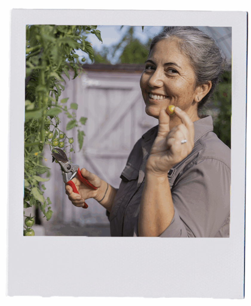 A person holding small hand pruners and a small tomato