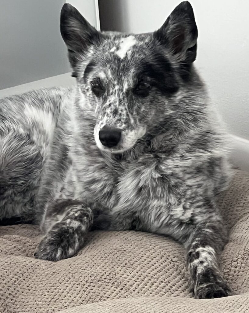 Sumi the Australian cattle dog mix with black and white fur