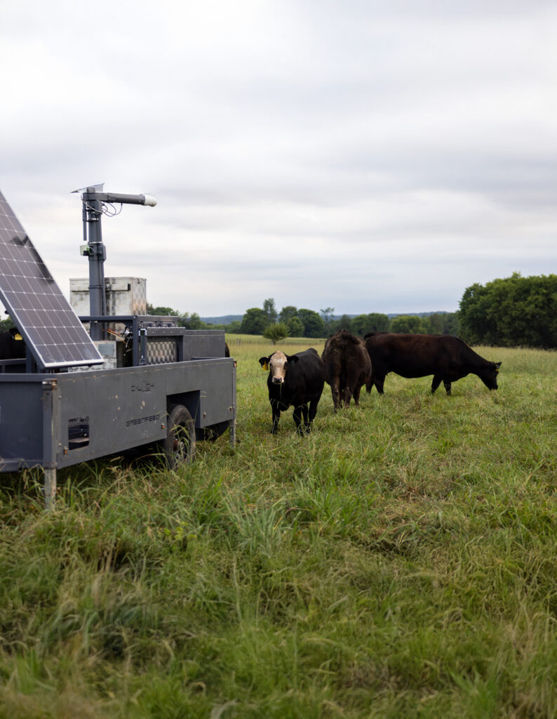 Three cattle in a field next to a precision agriculture machine
