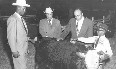 Black and white photo of four people looking at and one brushing a calf