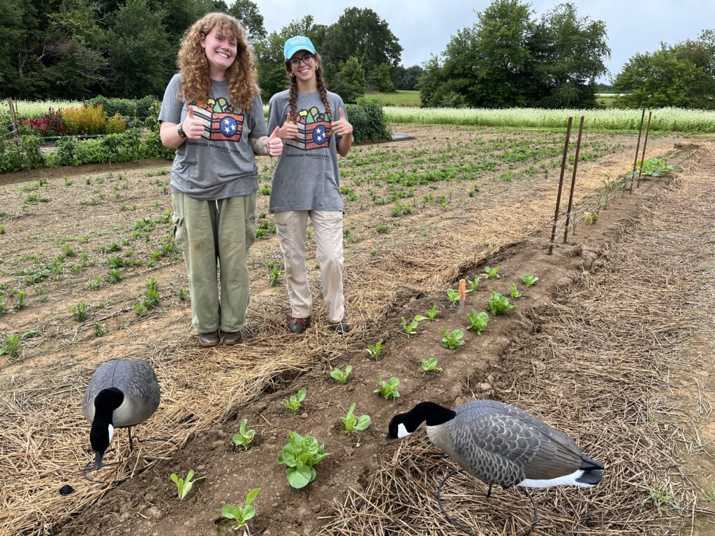 Amanda Carroll, right, research associate in the Department of Plant Sciences, and Reagan Masengill, an undergraduate student worker, visit the Plateau AgResearch and Education Center in Crossville. Photo Credit: Annette Wszelaki