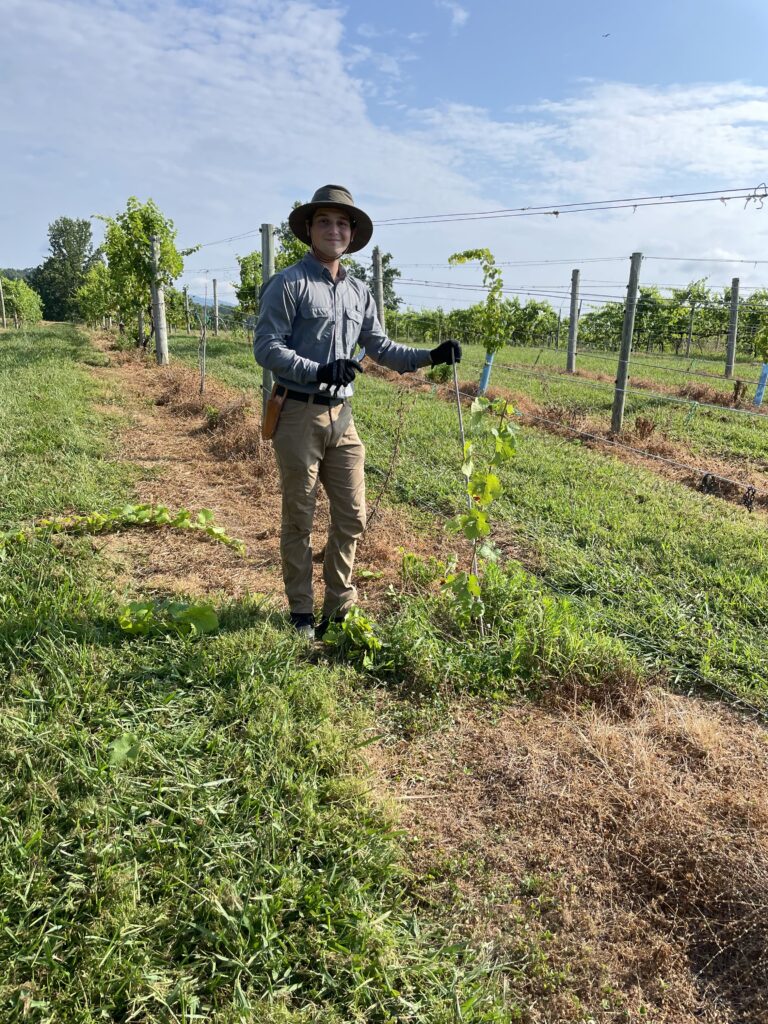 Herbert College of Agriculture student Colton McFarland interned at Spout Spring Estates winery and vineyard in Blaine, TN, as part of the Peter Howard Wine and Ag Tourism Scholarship Program.