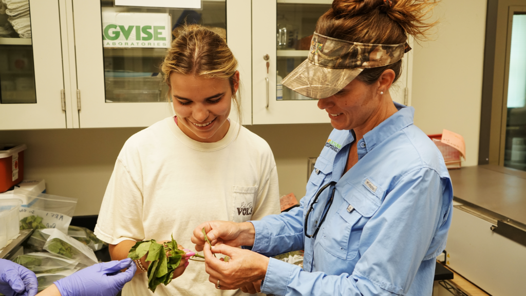 Lindsey Babbitt interned at the West Tennessee AgResearch and Education Center and worked alongside faculty such as Heather Kelly, Extension plant pathologist.