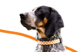 Smokey with checkered collar