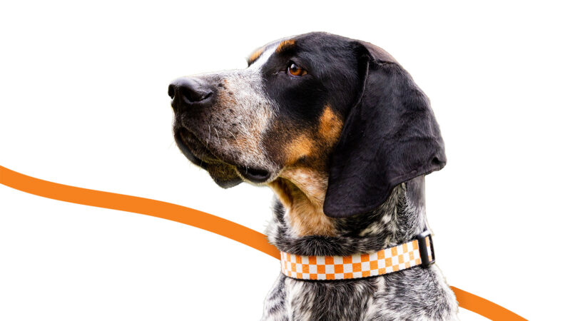 Smokey with checkered collar