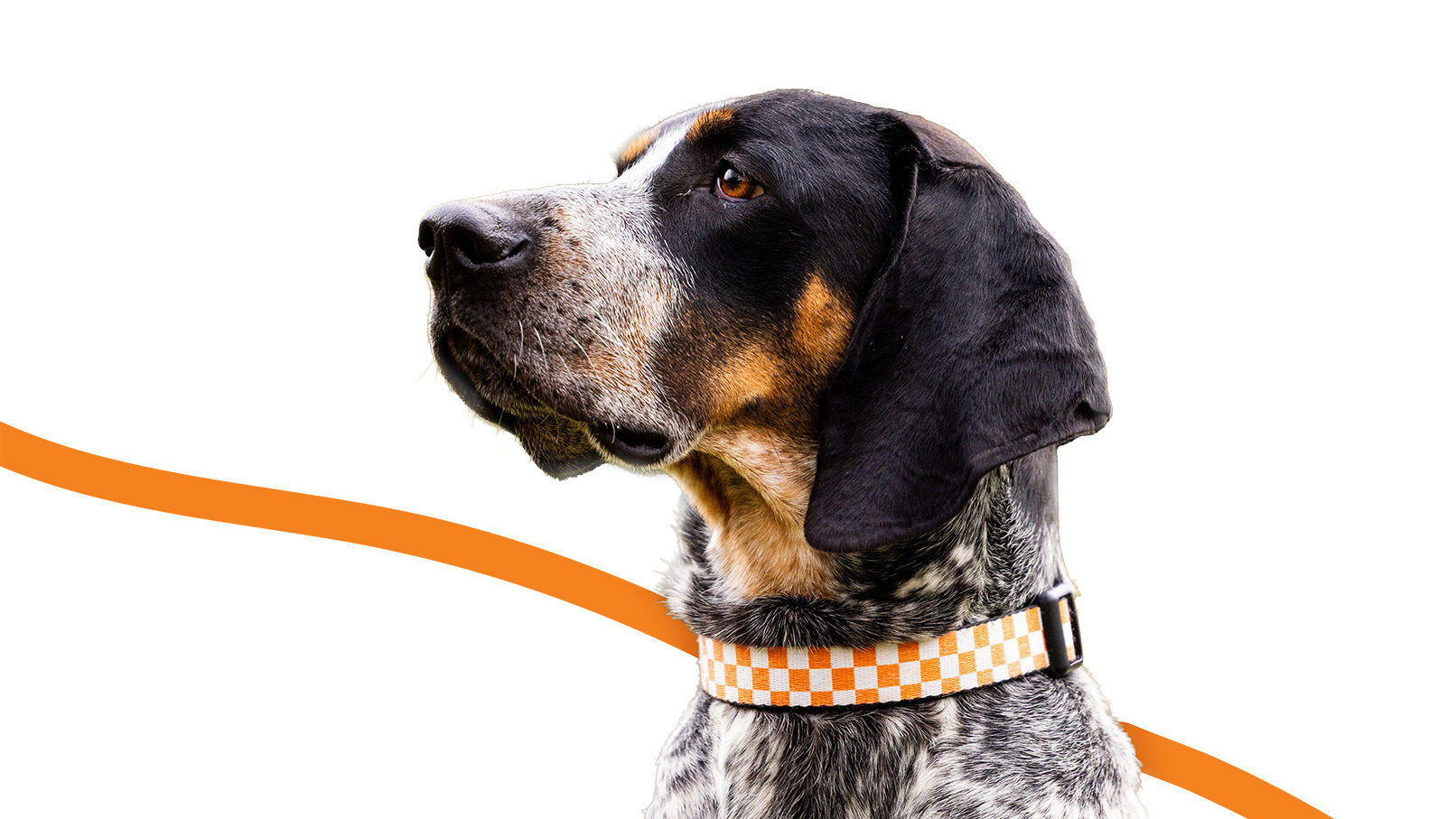 Smokey with checkered collar