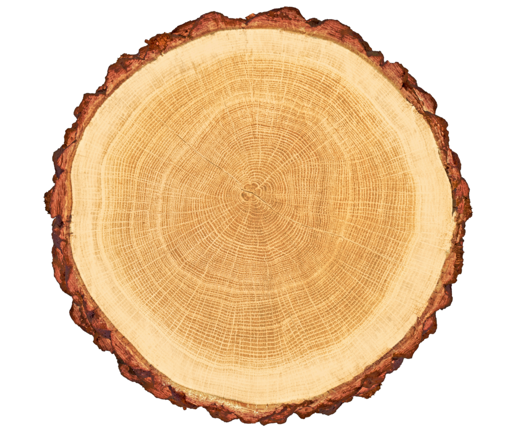 wood slice
